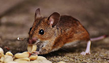 Find Exterminators in Chaves County